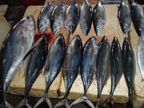 Fishing industry in Indonesia, a maritime country… | APJC Reporting